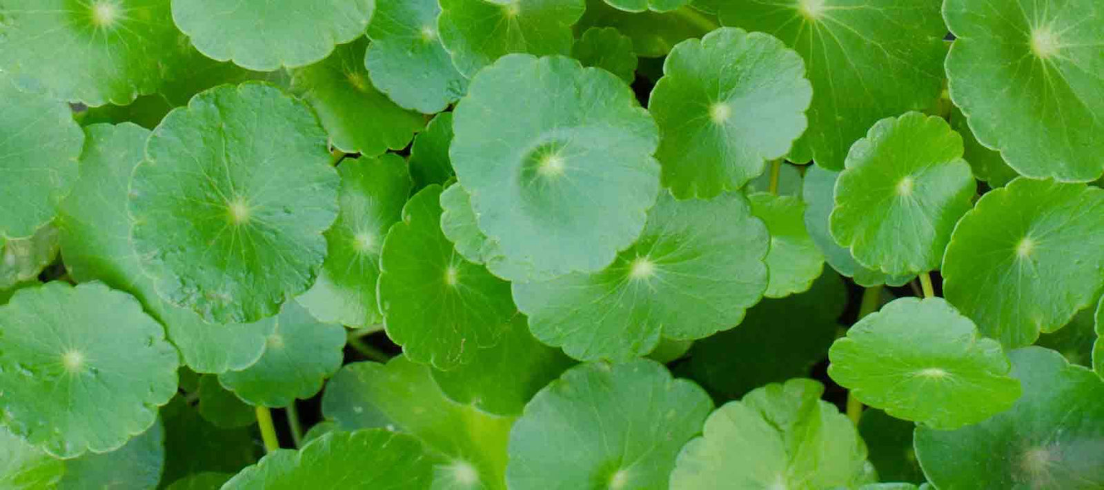 Centella Asiatica ou Herbe du Tigre, plante aux vertus apaisante et réparatrice, idéale contre traces et marques d'acné. Asiaticoside et madécassoside stimulent la synthese de collagène, apaisent rougeurs et inflammations et améliorent la cicatrisation