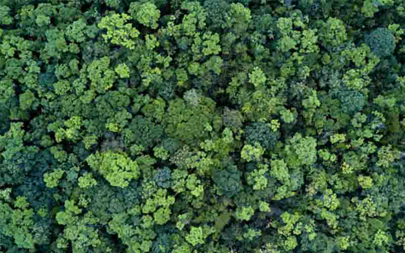 ReforestACTION, MY-KARE soutient ReforestACTION pour la plantation d'arbres et la reforestation pour une démarche éco-responsable et compenser son emprunte carbone 
