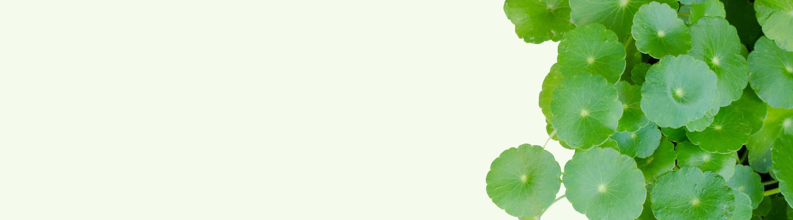 Feuilles de Centella Asiatica