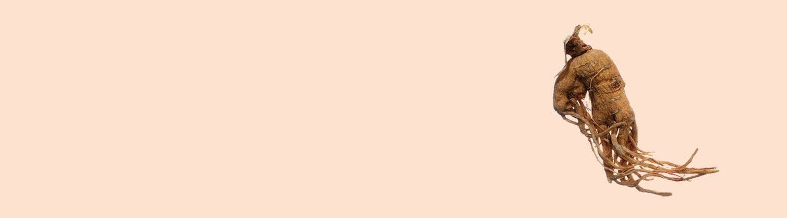 Une seule racine de ginseng entière avec une peau beige et de multiples vrilles racinaires fines et emmêlées se trouve sur un fond beige uni, positionné vers le côté droit de l'image.