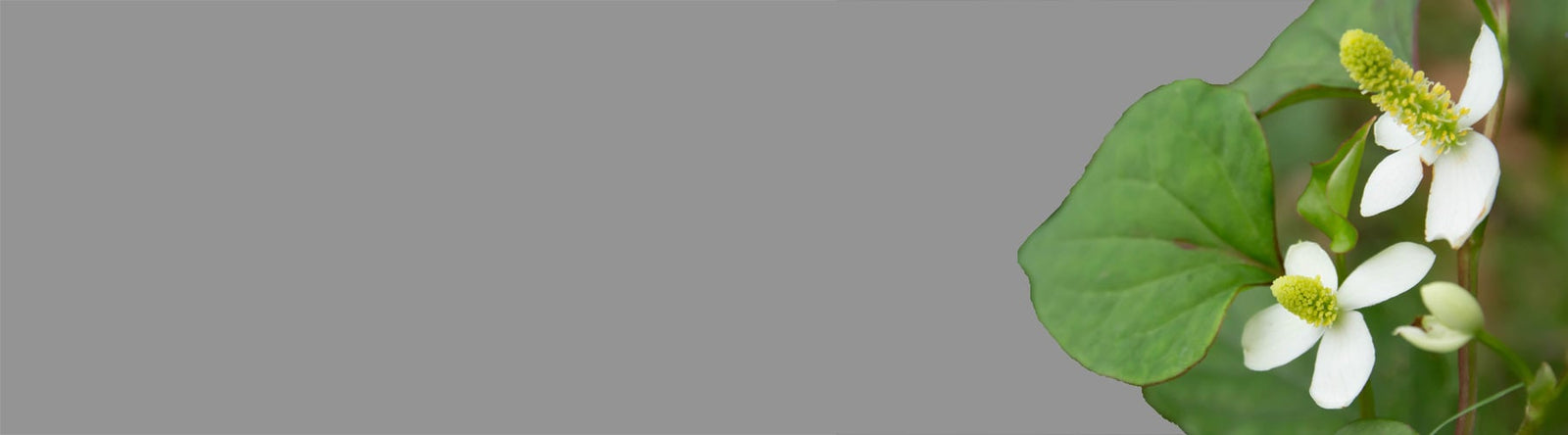 Feuilles et fleurs d'houttuynia Cordata