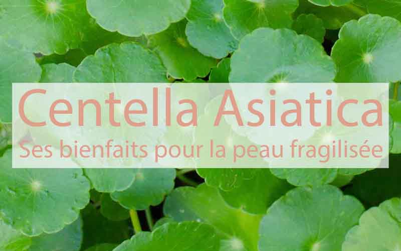 Centella asiatica ou herbe du Tigre, ingrédient botanique des cosmétiques coréens, retrouvez ses bienfaits pour la peau et reconnaissez les véritables soins CICA